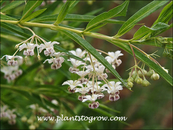 Balloon Plant (Asclepias physocarpus)
Has small small dangling flowers